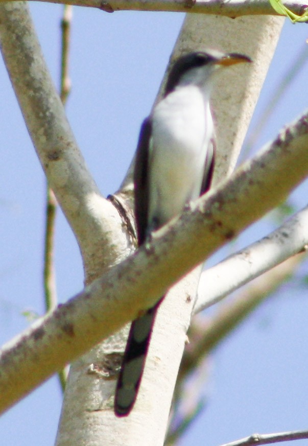 Yellow-billed Cuckoo - Serguei Alexander López Perez