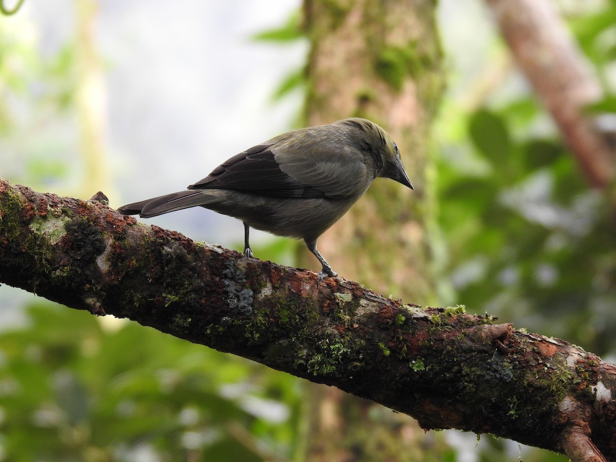 Palm Tanager - Erick Barbato