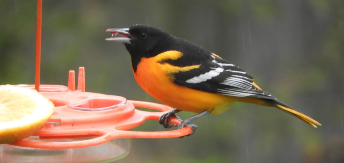 Baltimore Oriole - JaniceAndKeith Moreau