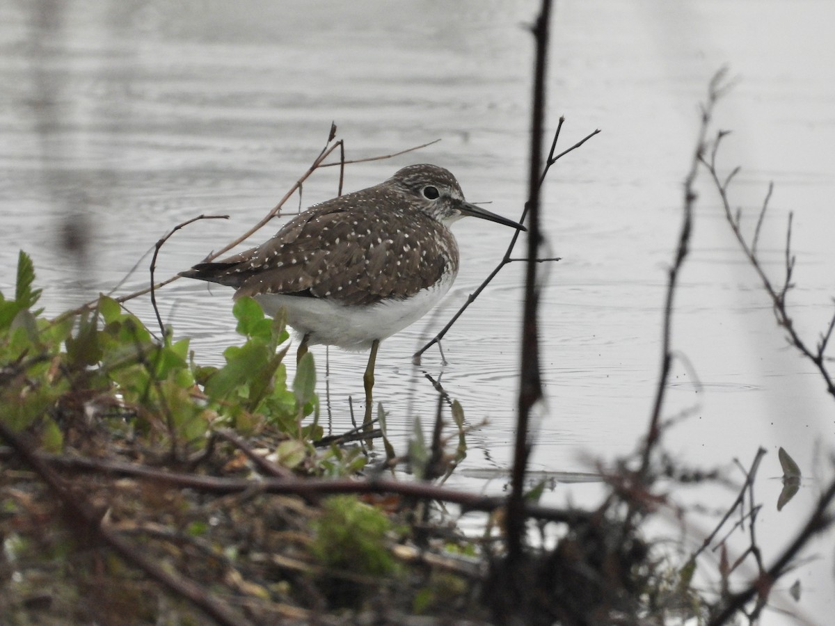 Solitary Sandpiper - Peter L