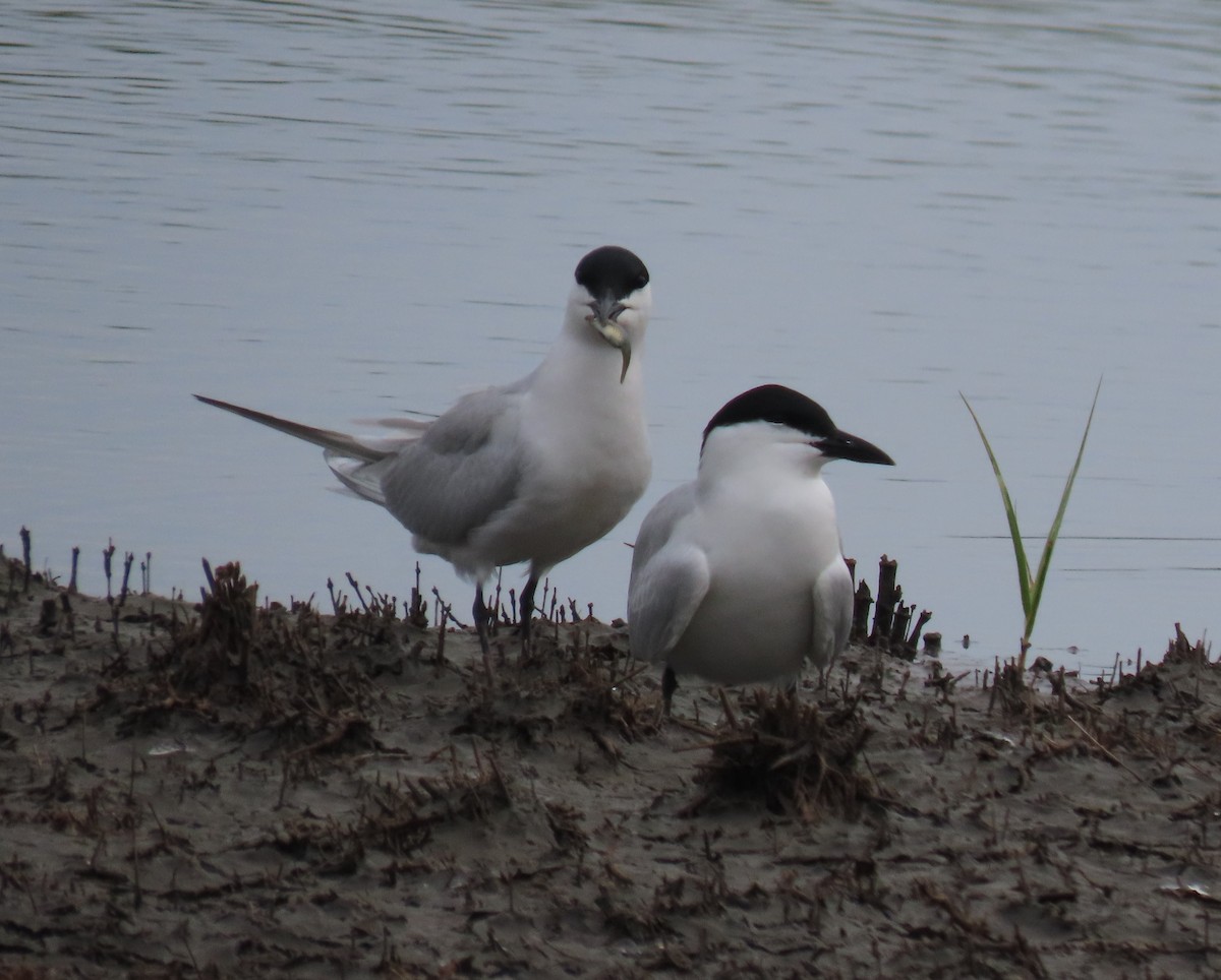 Gull-billed Tern - ML618219126