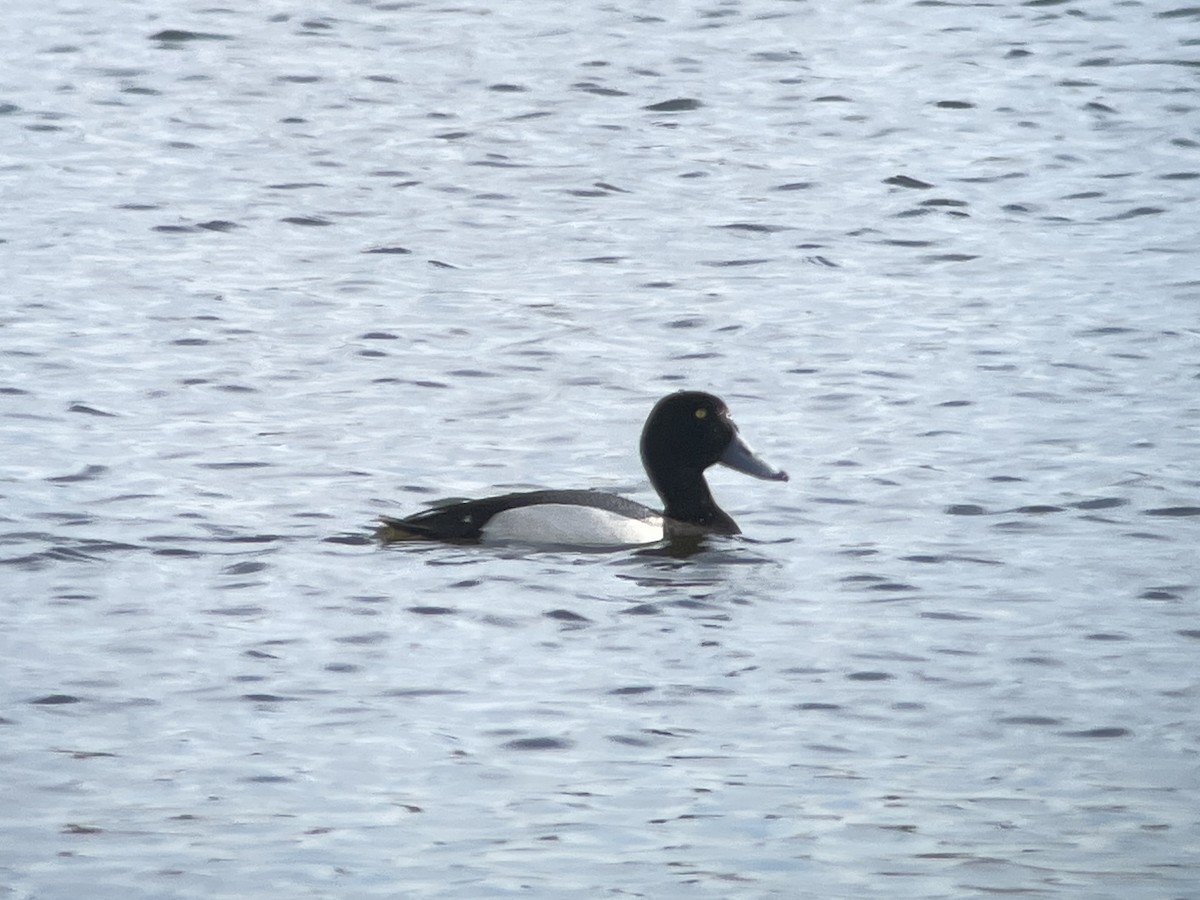 Greater Scaup - Sarah Spotten