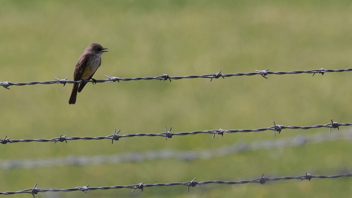 Vermilion Flycatcher - Tim Lenz