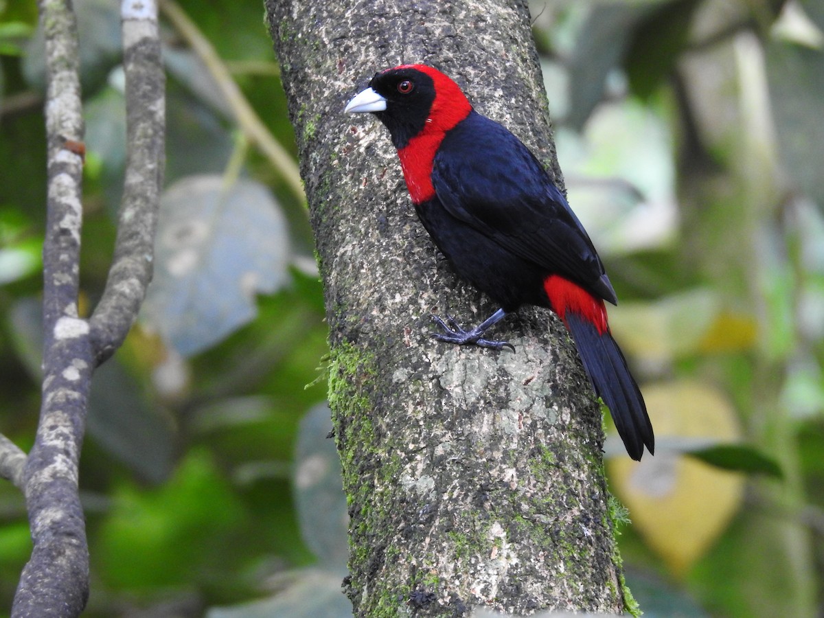 Crimson-collared Tanager - Erick Barbato