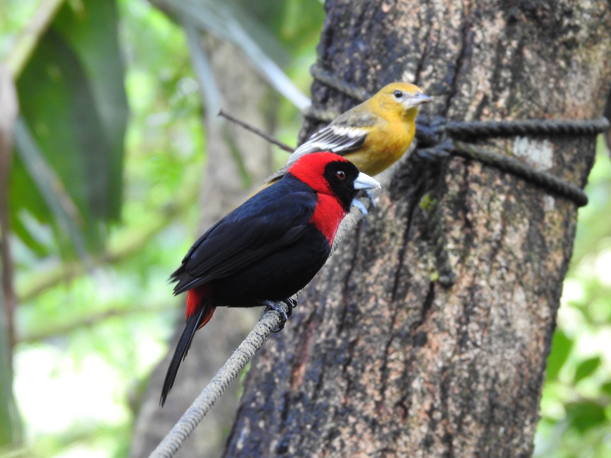 Crimson-collared Tanager - Erick Barbato