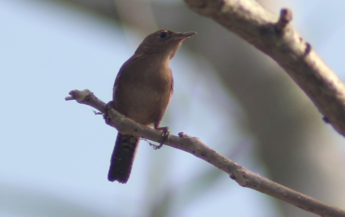 House Wren - Carlos Javier Tec