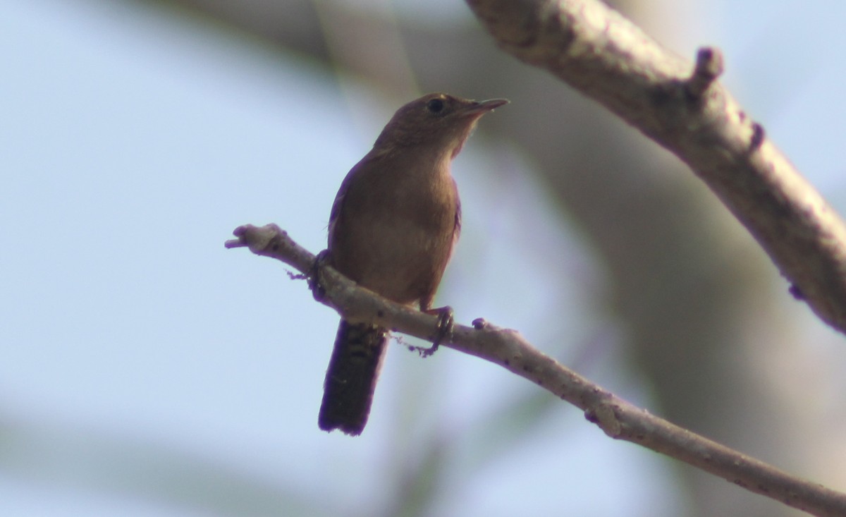 House Wren - Carlos Javier / Contoy excursions