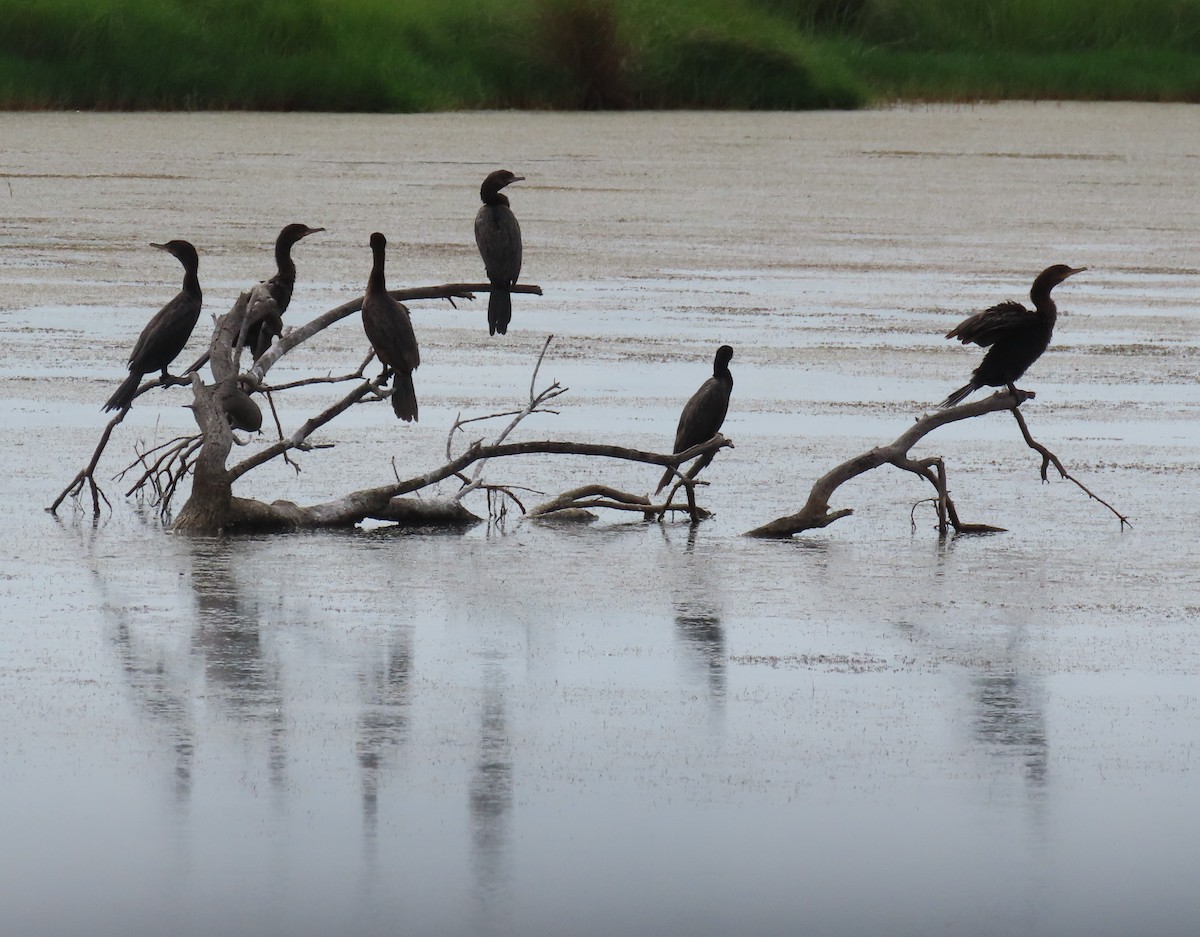 Neotropic Cormorant - Patsy & Tom Inglet