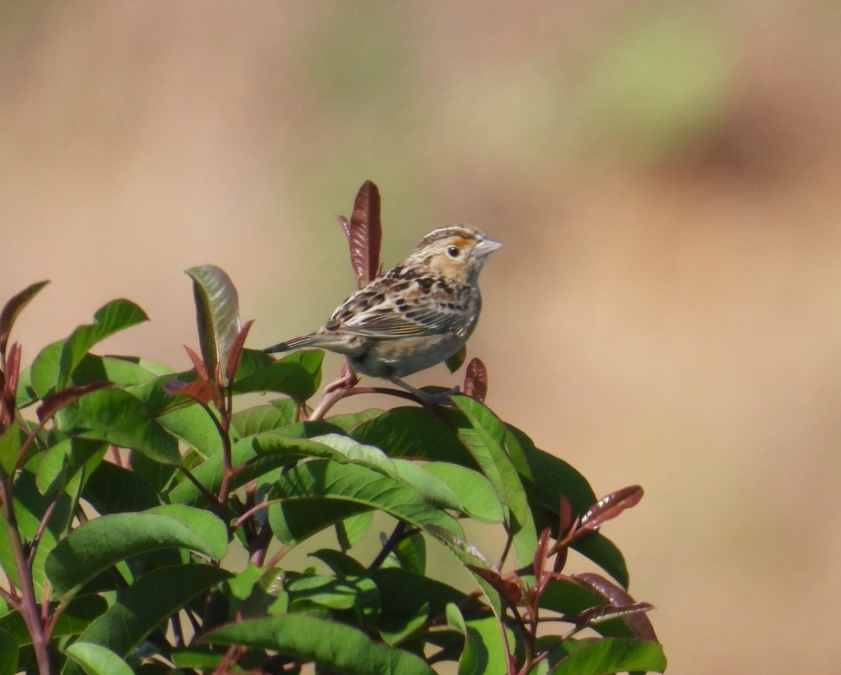 Grasshopper Sparrow - ML618219196