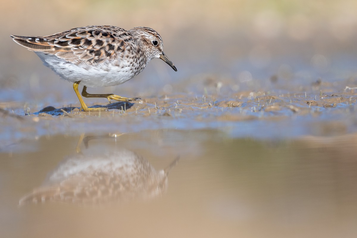 Least Sandpiper - Martin Kaehrle