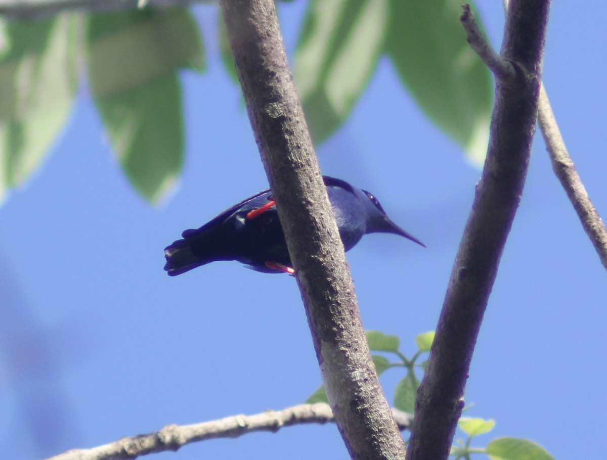 Red-legged Honeycreeper - Carlos Javier / Contoy excursions