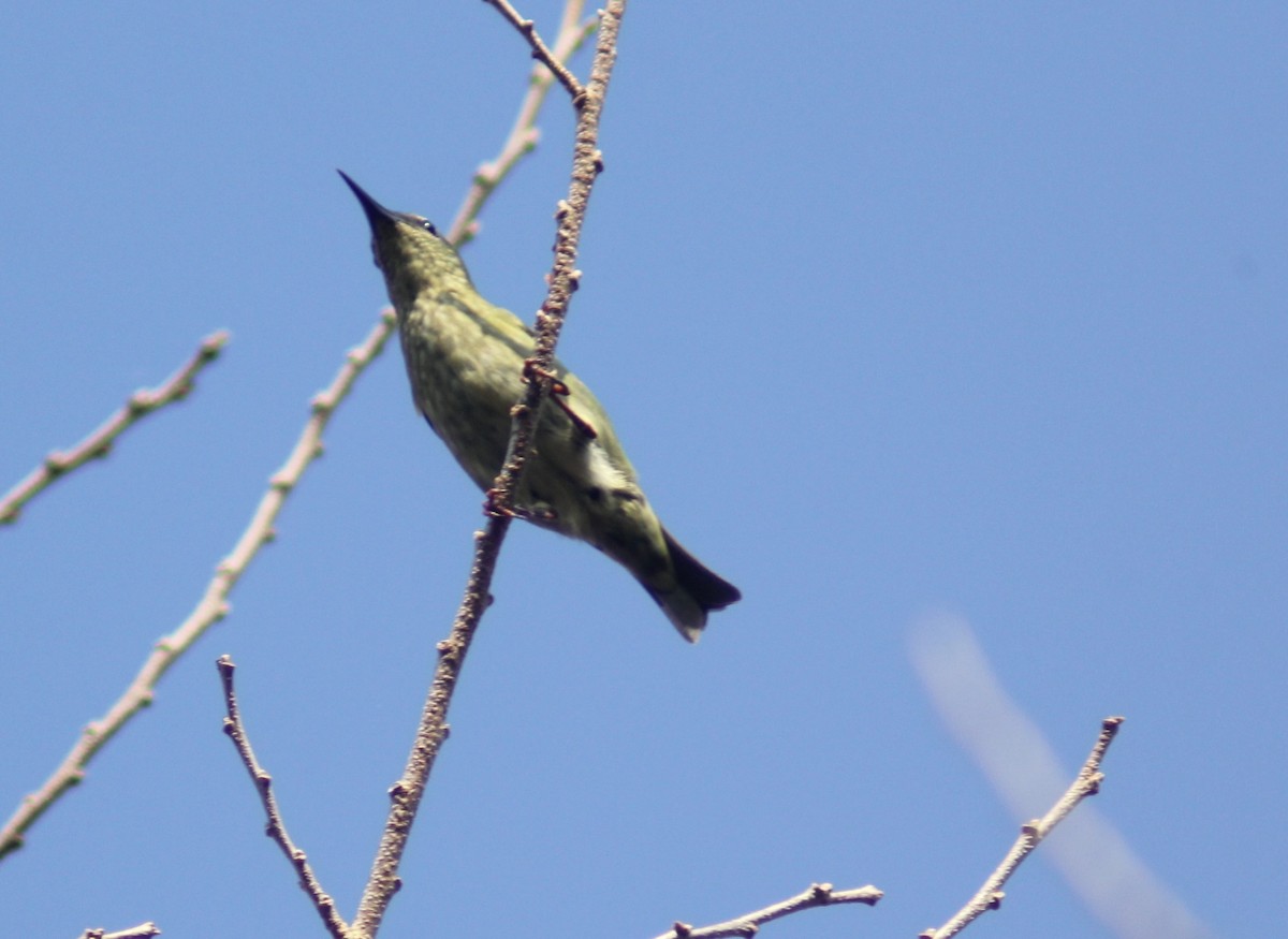 Red-legged Honeycreeper - Carlos Javier Tec