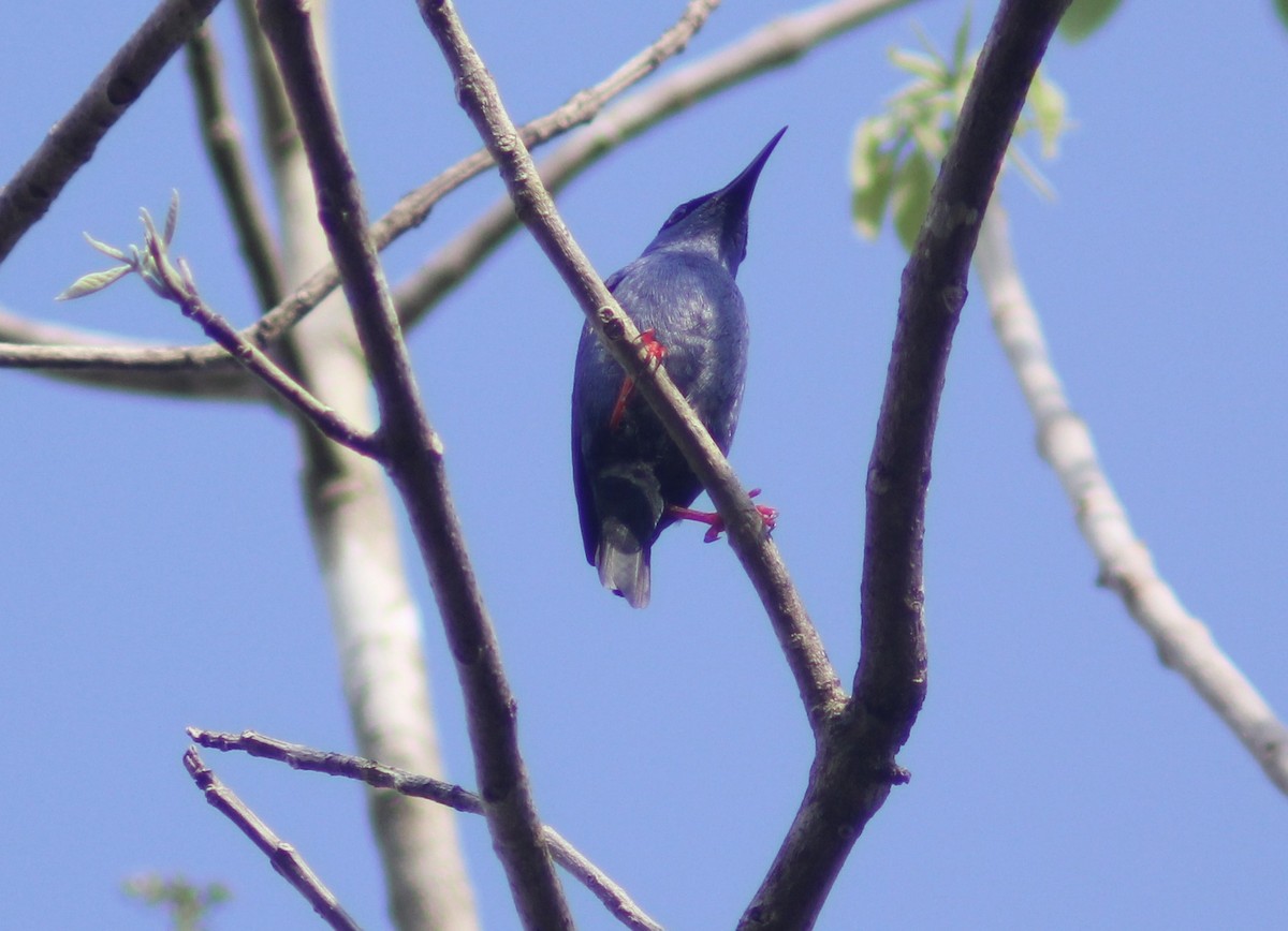 Red-legged Honeycreeper - Carlos Javier Tec