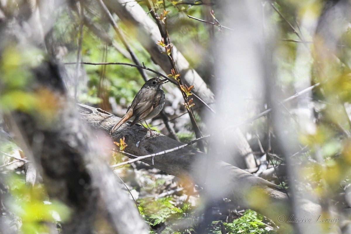 Hermit Thrush - Lucien Lemay