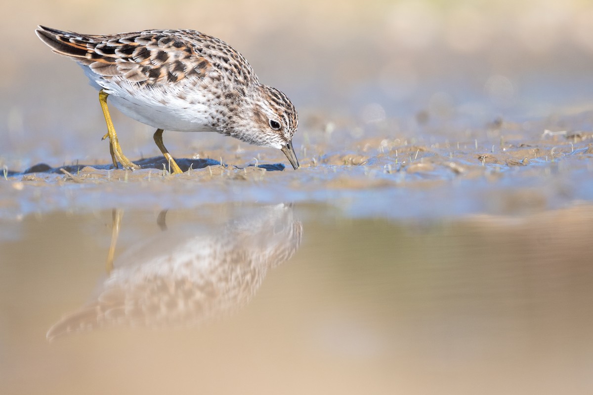 Least Sandpiper - Martin Kaehrle