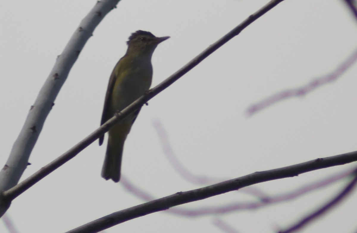 Yellow-green Vireo - Carlos Javier Tec