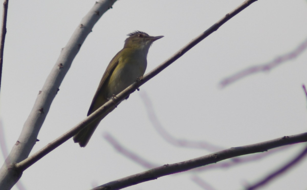 Yellow-green Vireo - Carlos Javier / Contoy excursions