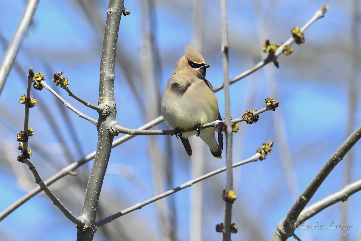 Cedar Waxwing - Lucien Lemay