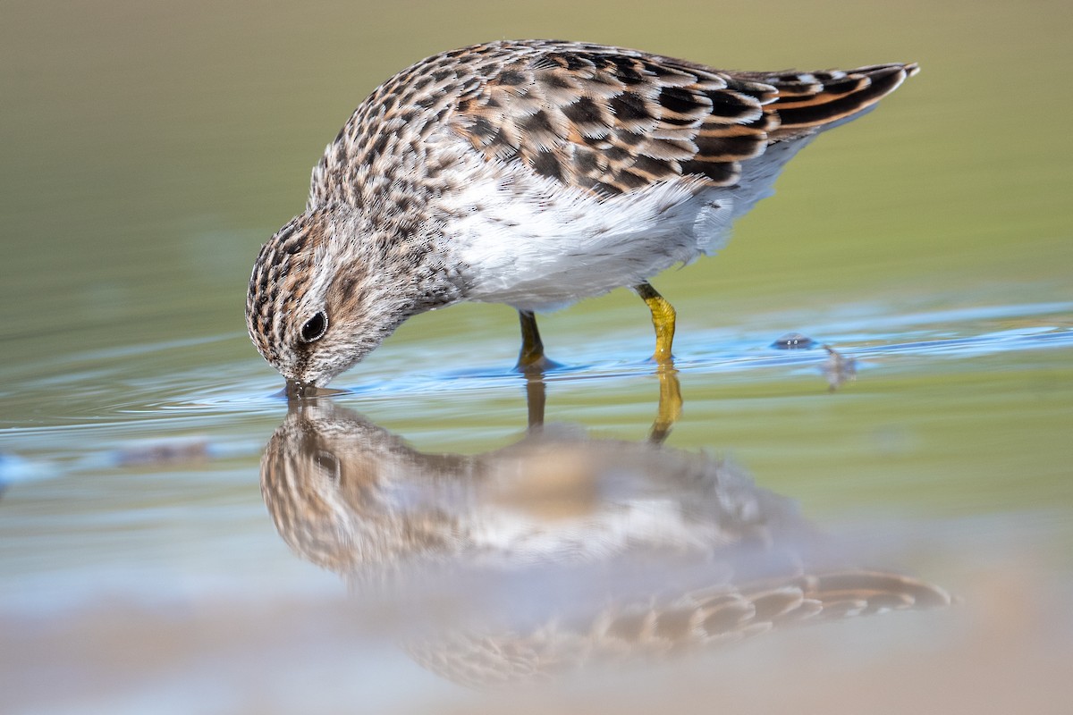 Least Sandpiper - Martin Kaehrle