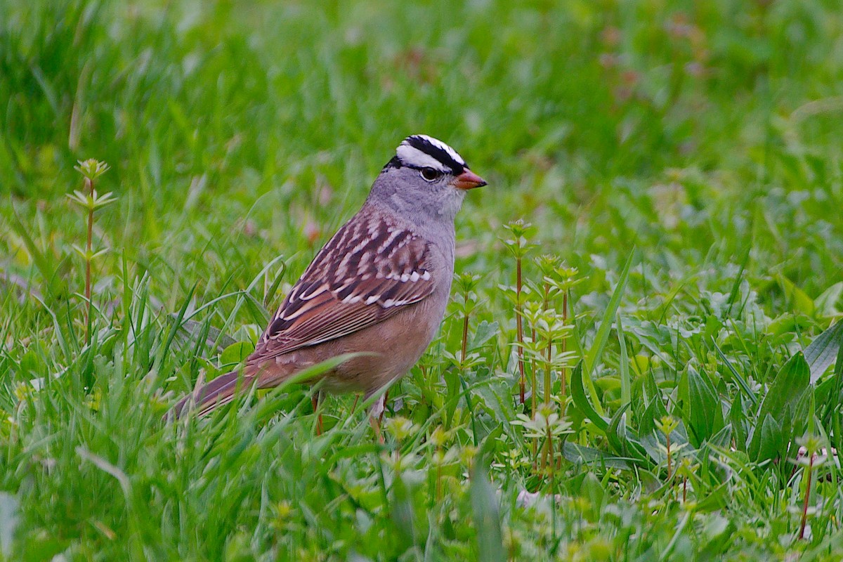 White-crowned Sparrow - Rick Beaudon