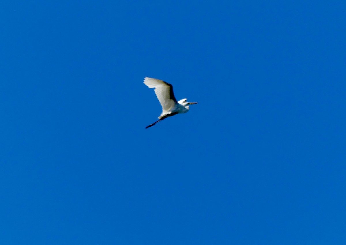 Great Egret - Cindy Sherwood