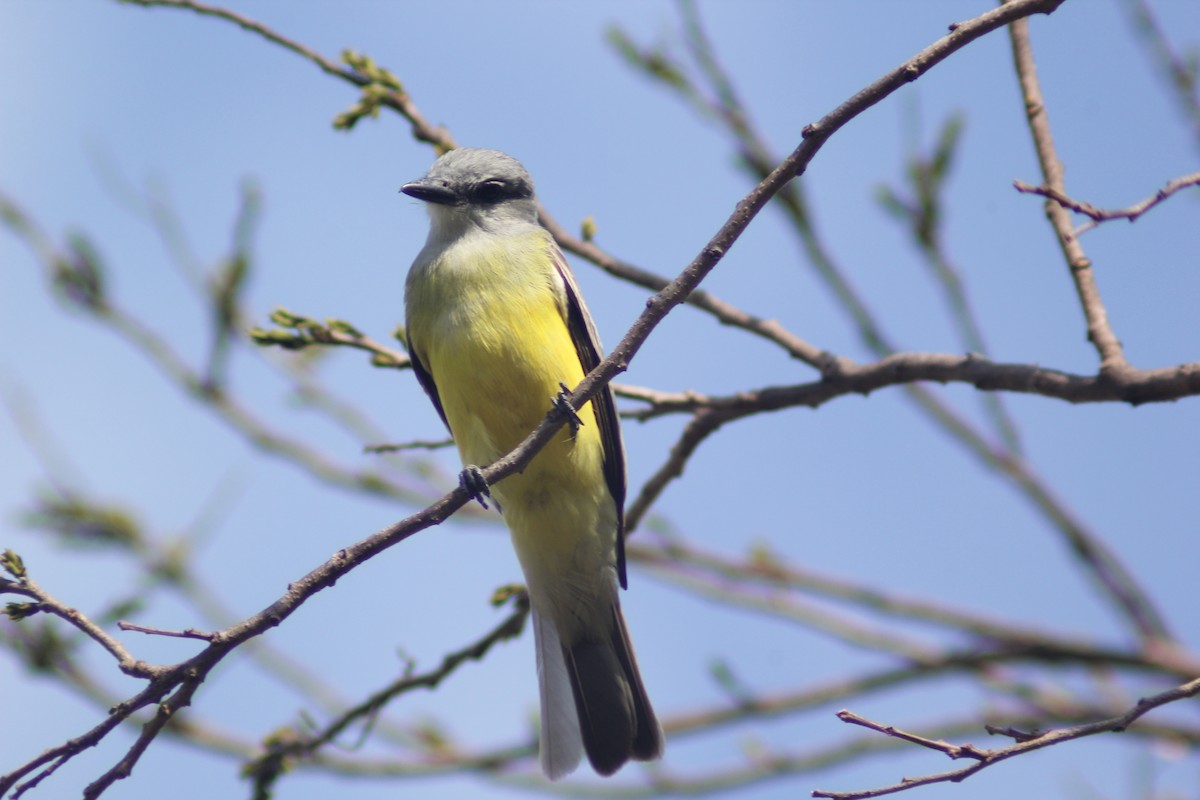 Couch's Kingbird - Carlos Javier / Contoy excursions