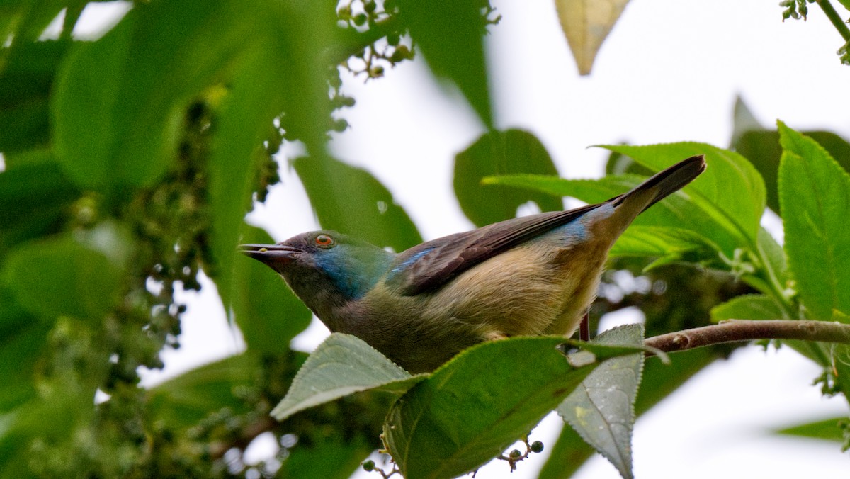 Scarlet-thighed Dacnis - Travis Vance