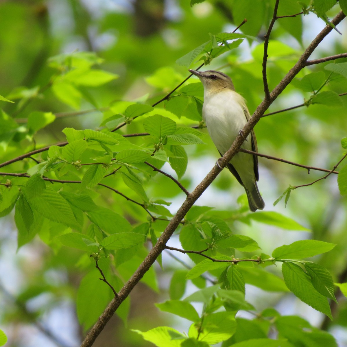 Red-eyed Vireo - Tom Eck