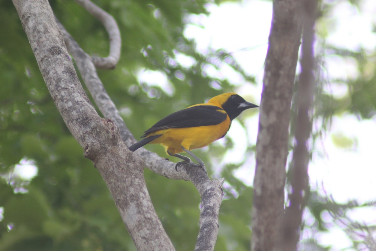 Yellow-backed Oriole - Carlos Javier / Contoy excursions