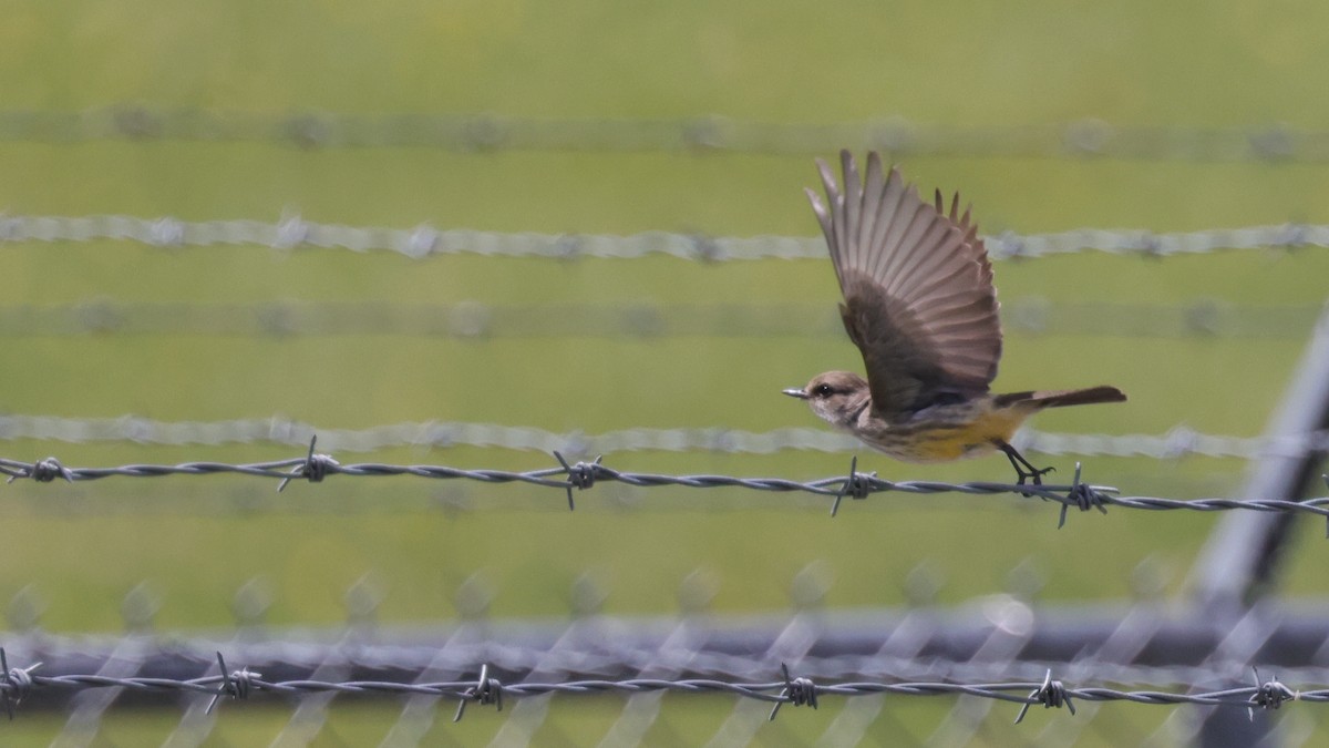 Vermilion Flycatcher - Tim Lenz