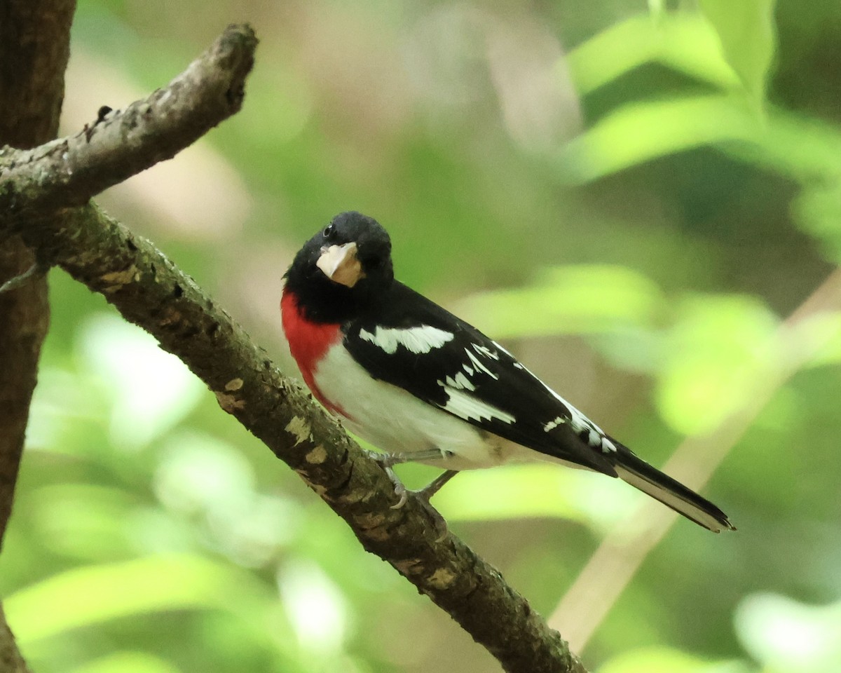 Rose-breasted Grosbeak - ML618219357