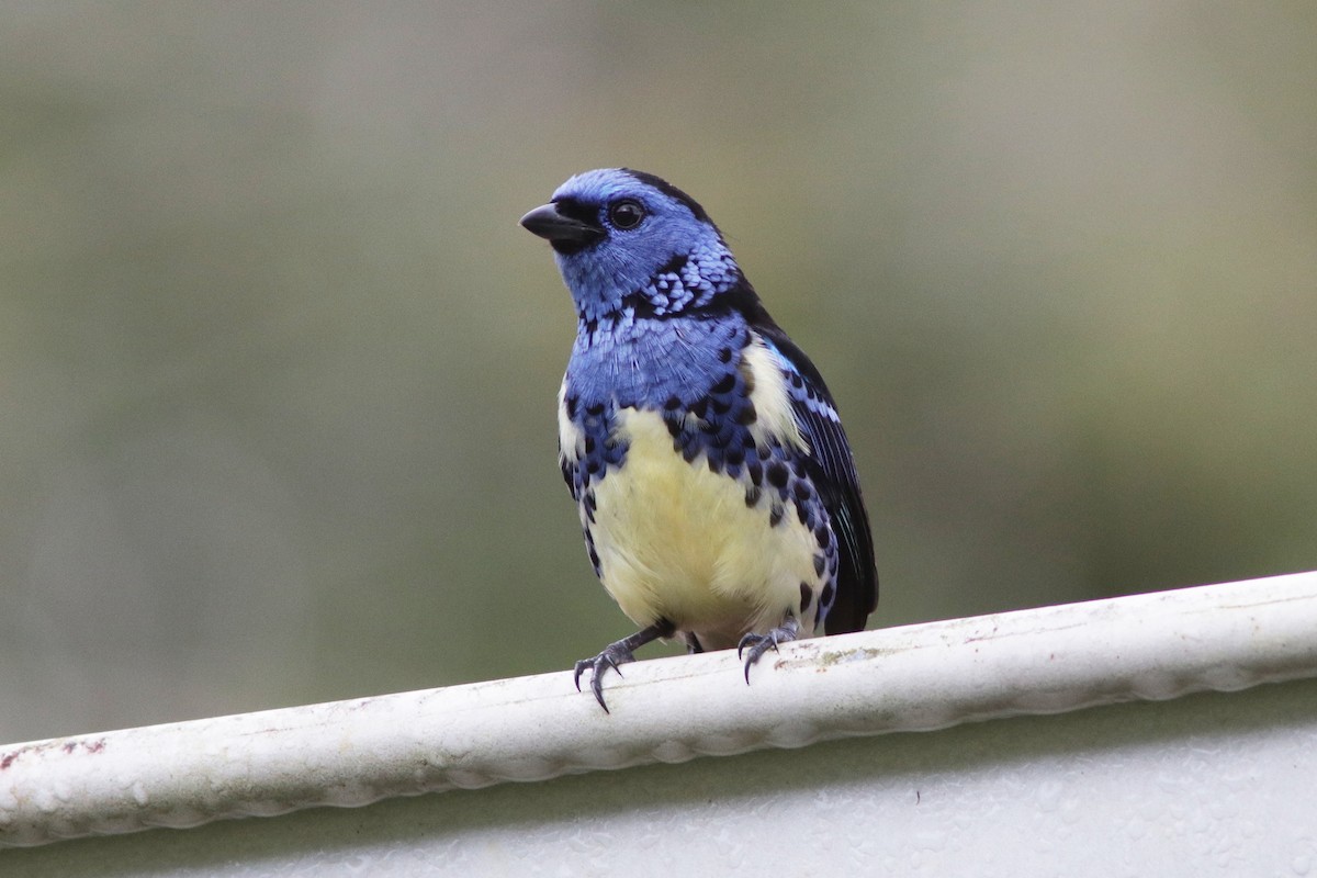 Turquoise Tanager - Richard Dunn