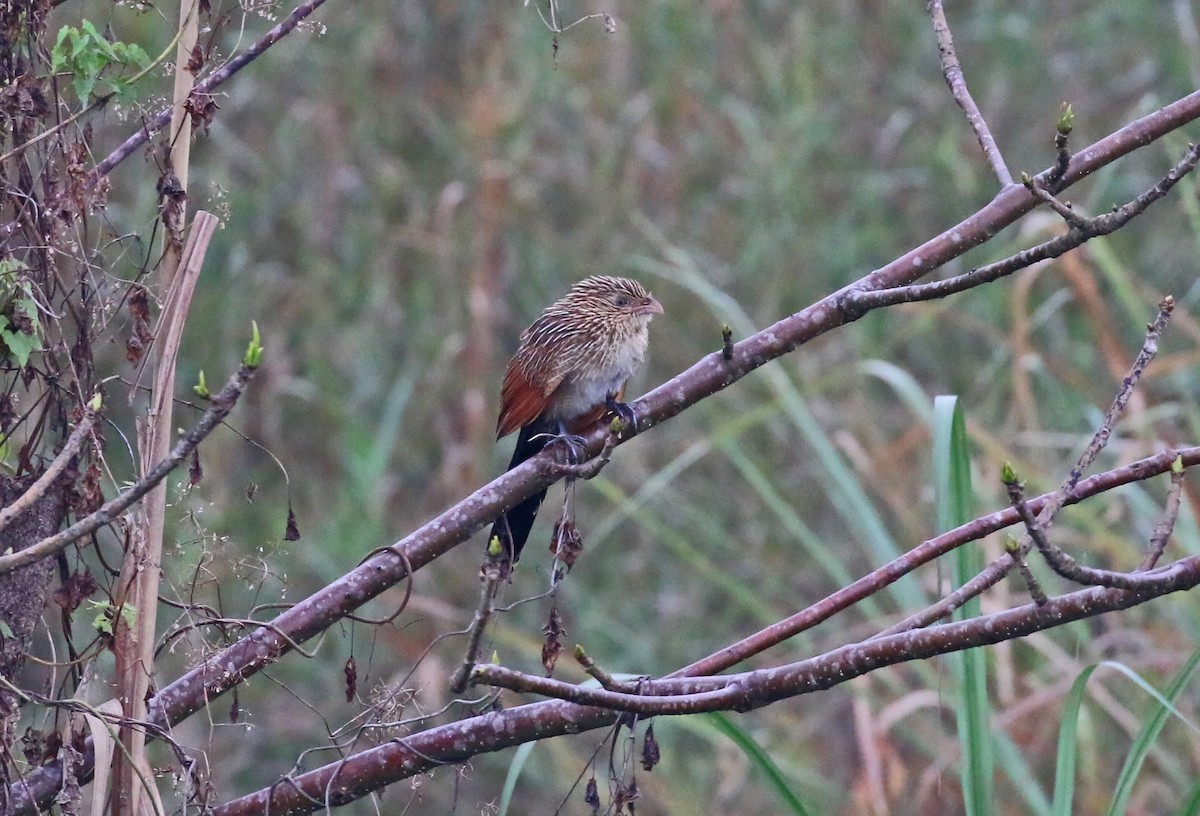 Lesser Coucal - Michael Bird