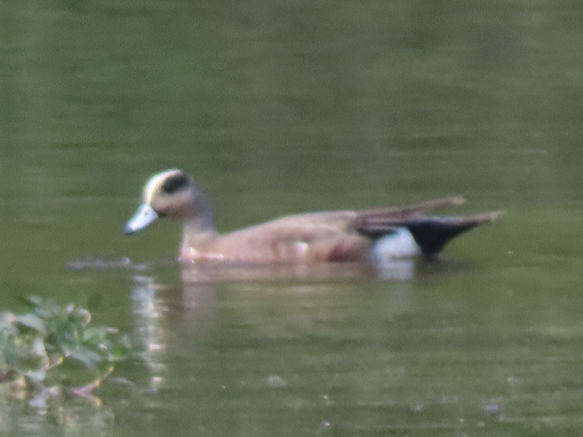 American Wigeon - Ruben Stoll