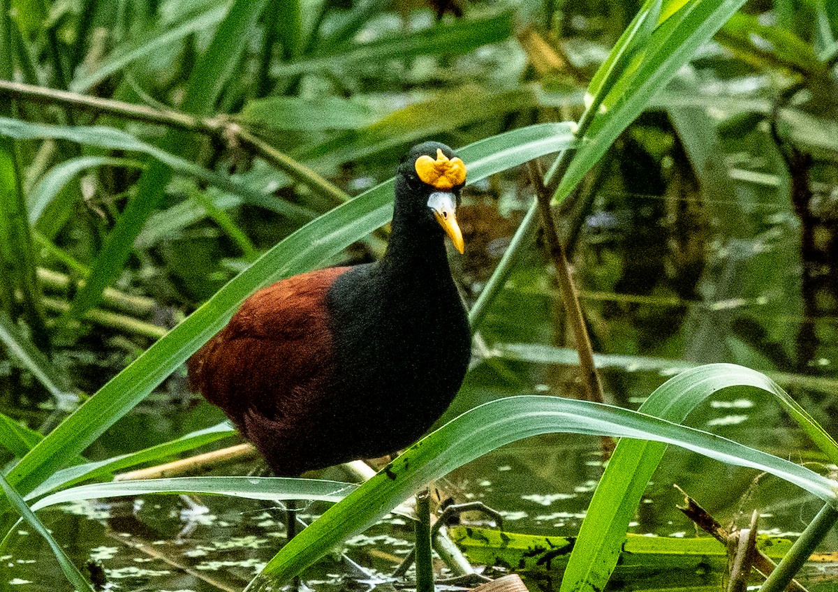 Northern Jacana - Mel & Deb Broten