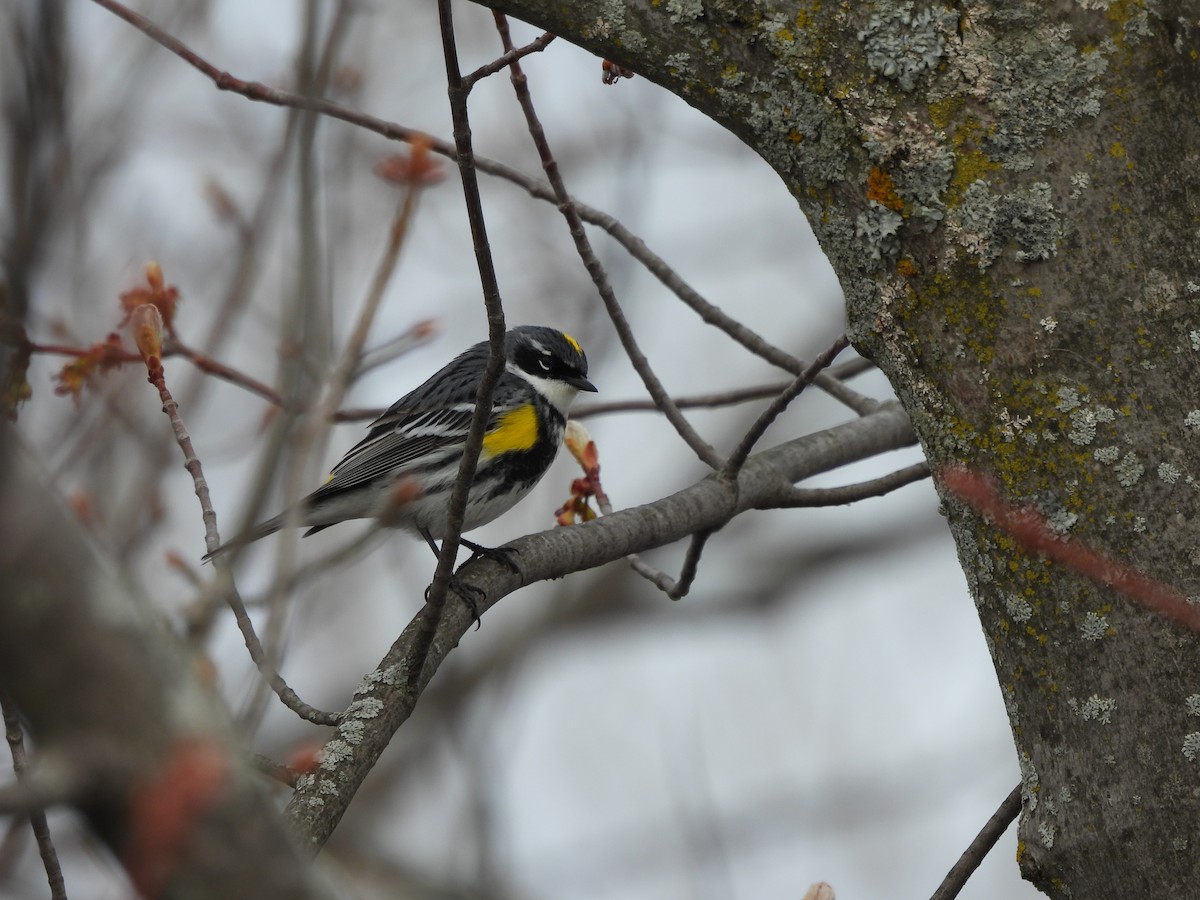 Yellow-rumped Warbler - Michelle Bélanger