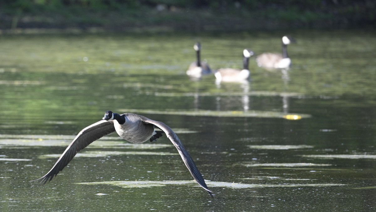 Canada Goose - steve sampson