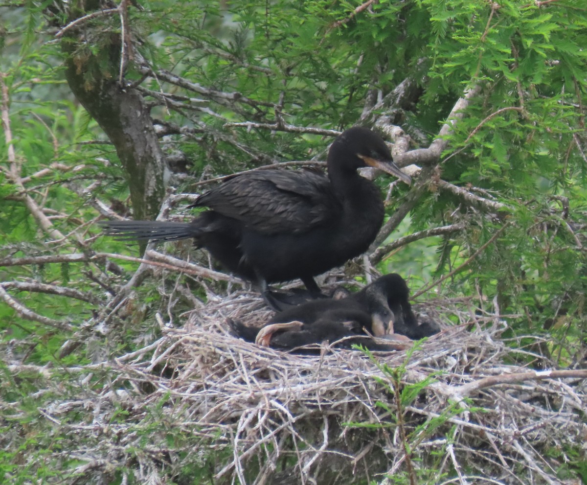 Neotropic Cormorant - Patsy & Tom Inglet