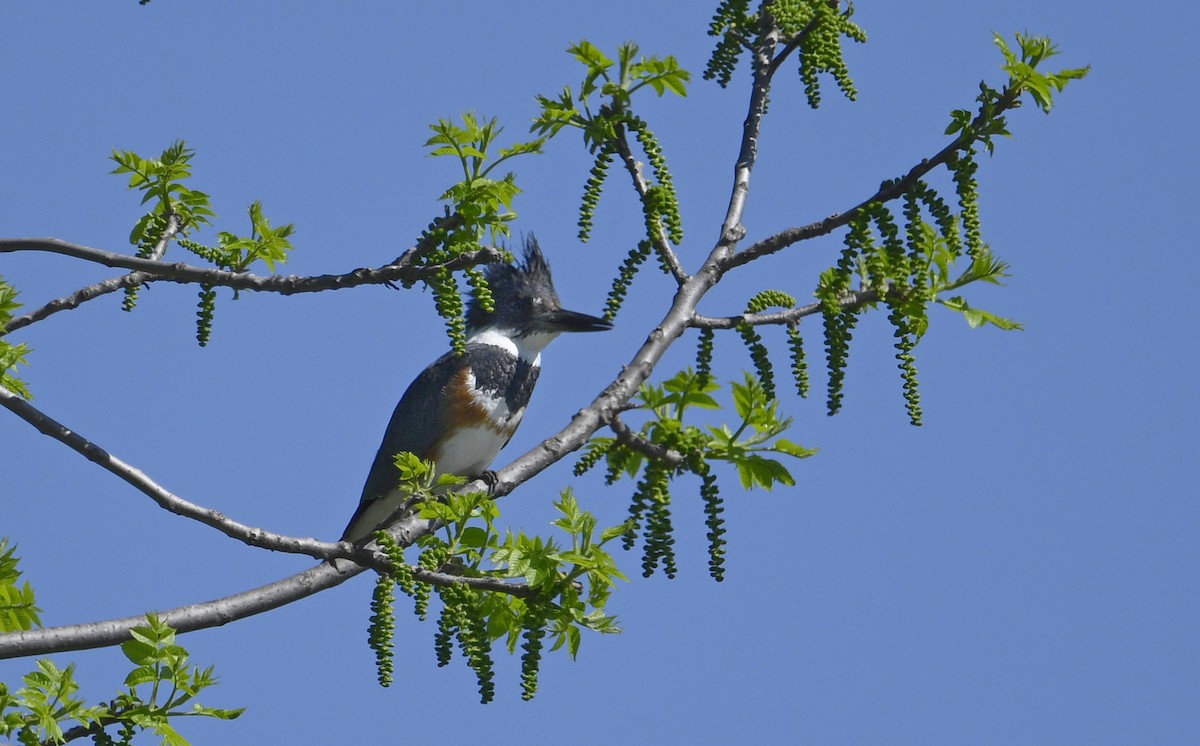 Belted Kingfisher - ML618219449