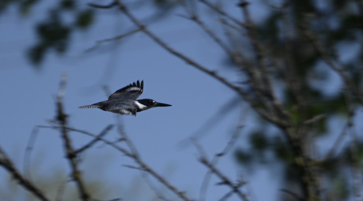 Belted Kingfisher - ML618219454