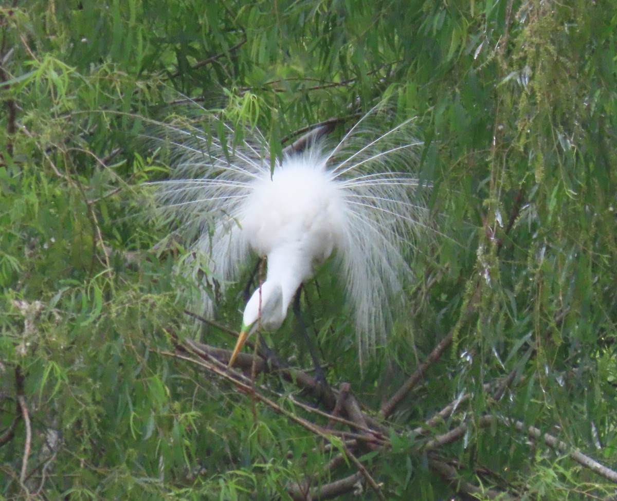 Great Egret - Patsy & Tom Inglet