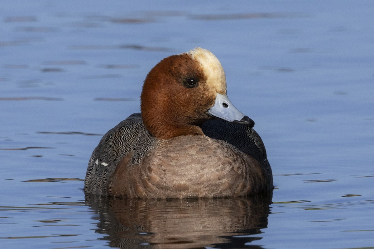 Eurasian Wigeon - ML618219486