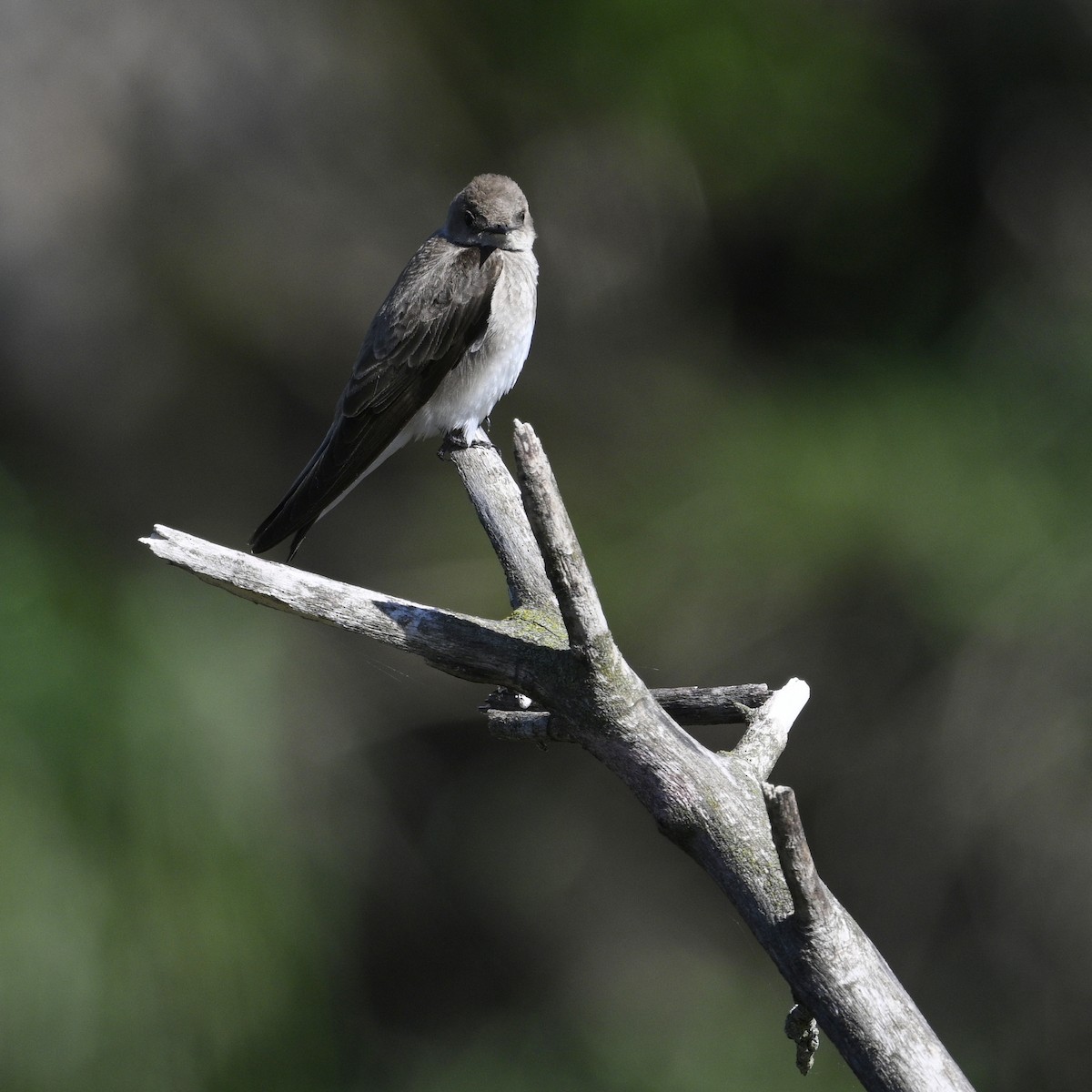 Northern Rough-winged Swallow - ML618219489