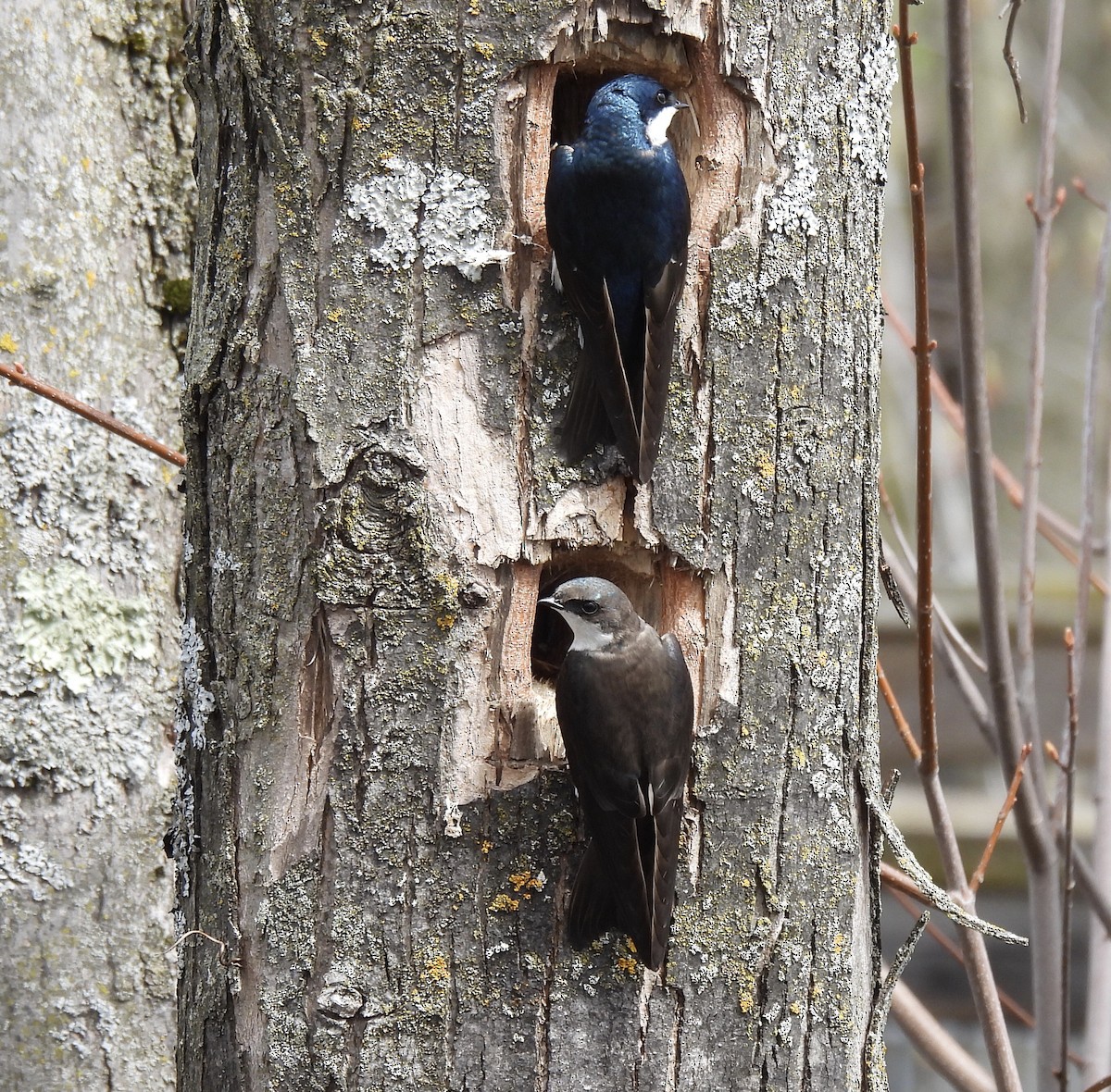 Tree Swallow - Michelle Bélanger