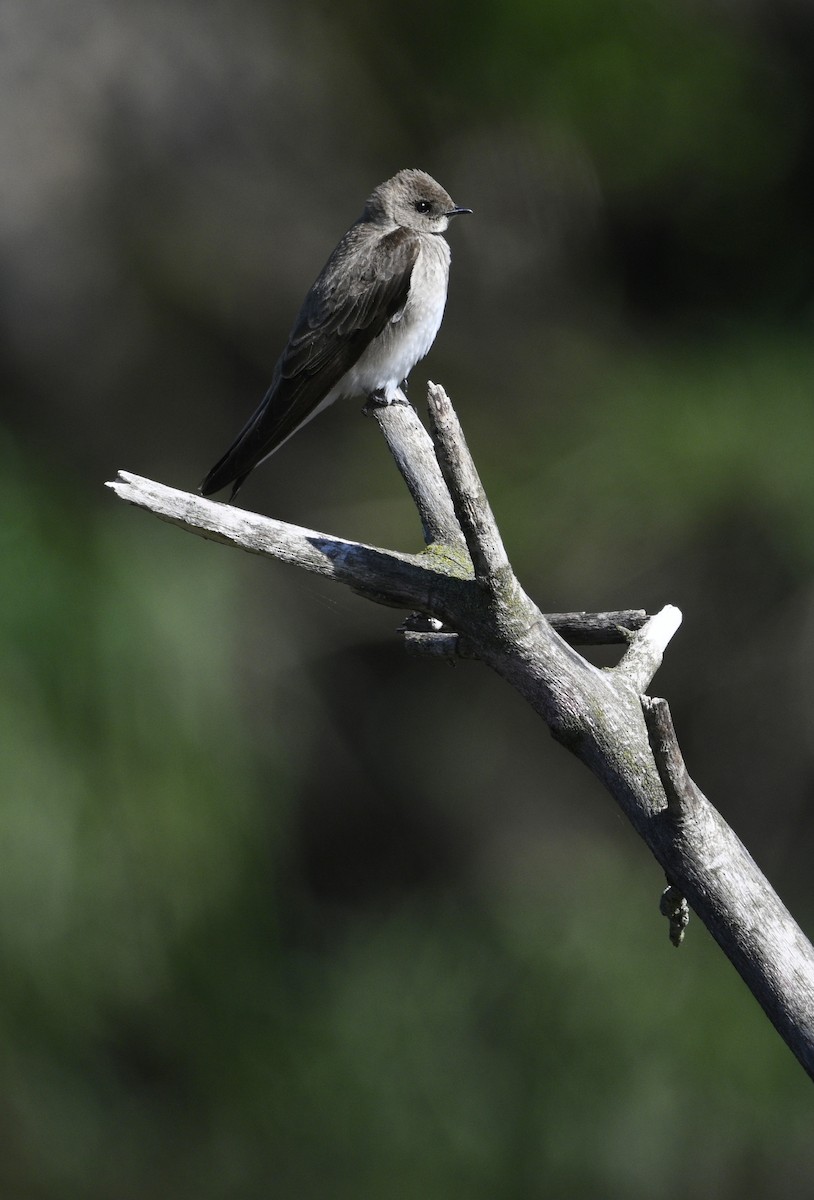Northern Rough-winged Swallow - ML618219493