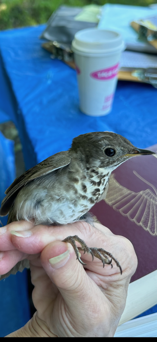 Gray-cheeked Thrush - ML618219524