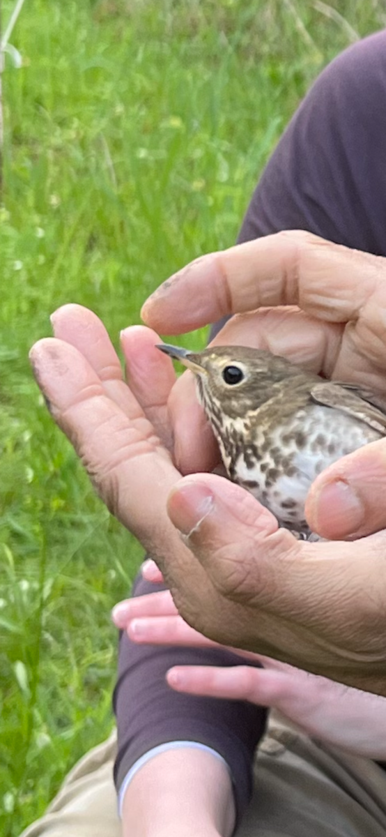 Swainson's Thrush - ML618219525