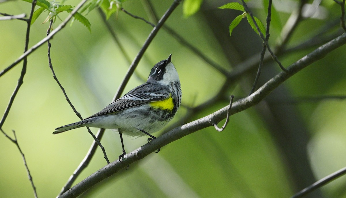 Yellow-rumped Warbler - steve sampson