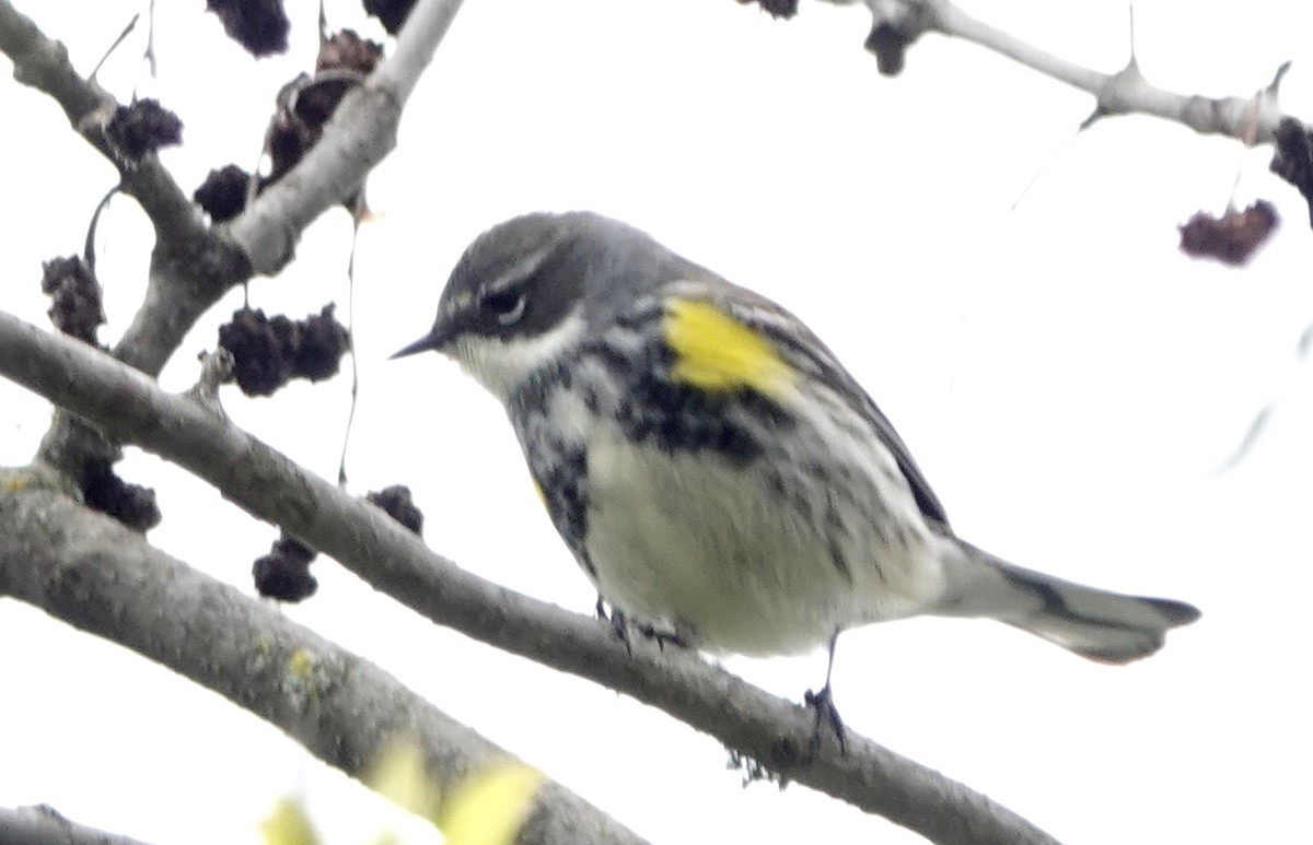 Yellow-rumped Warbler - Peter Blancher