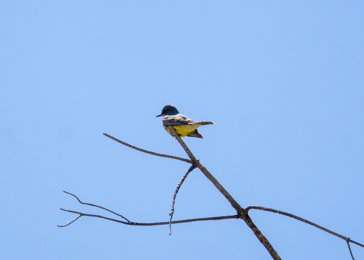 Cassin's Kingbird - Anthea Barrera leal